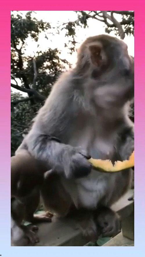 猴子吃瓜的启示,智慧与启示的寓言故事