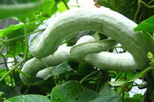 蔬菜蛇瓜怎么吃,探索蔬菜蛇瓜的美味烹饪技巧